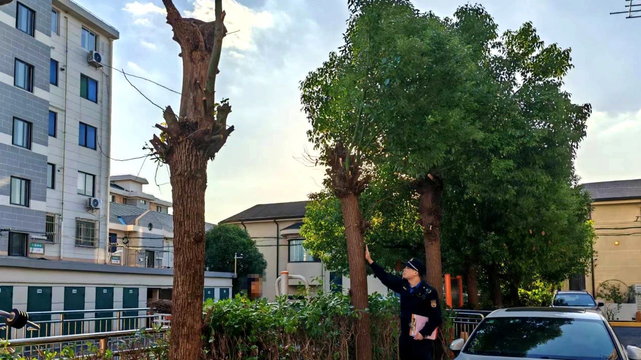 绿化树木如何修剪
